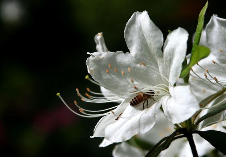 【原创】加明虎年摄影专辑 (不断增添中)
