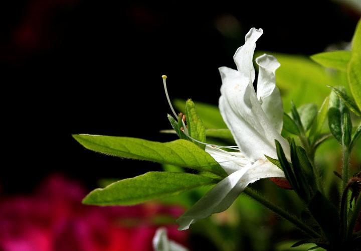 【原创】加明虎年摄影专辑 (不断增添中)