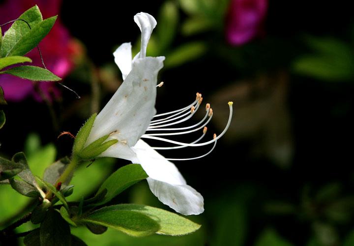 【原创】加明虎年摄影专辑 (不断增添中)