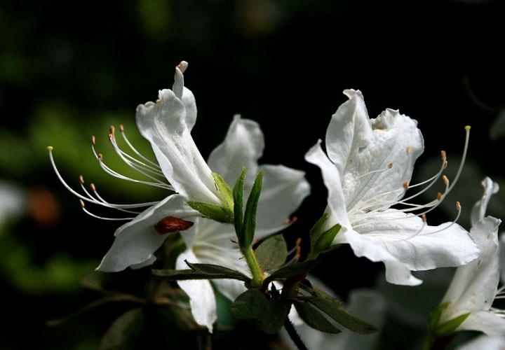 【原创】加明虎年摄影专辑 (不断增添中)