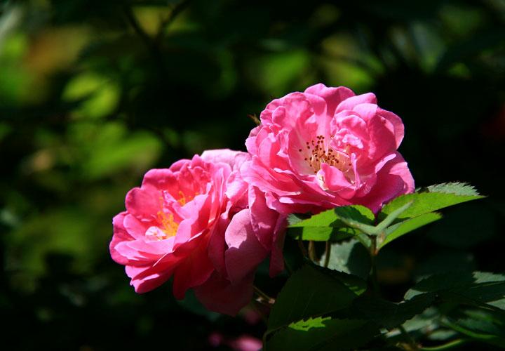 【原创】加明虎年摄影专辑 (不断增添中)