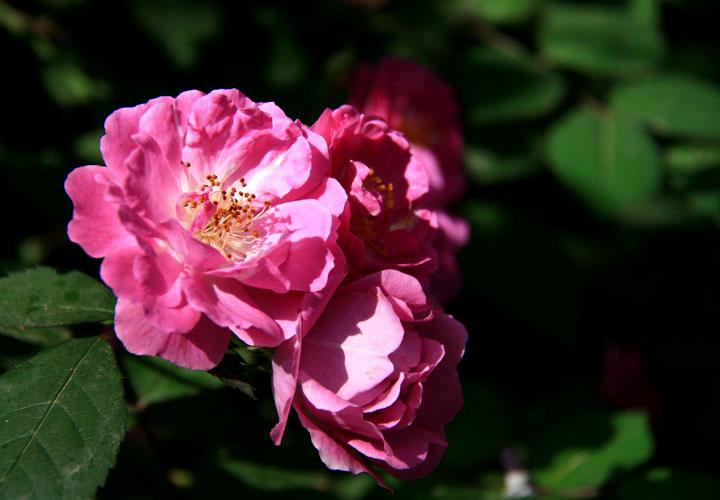 【原创】加明虎年摄影专辑 (不断增添中)