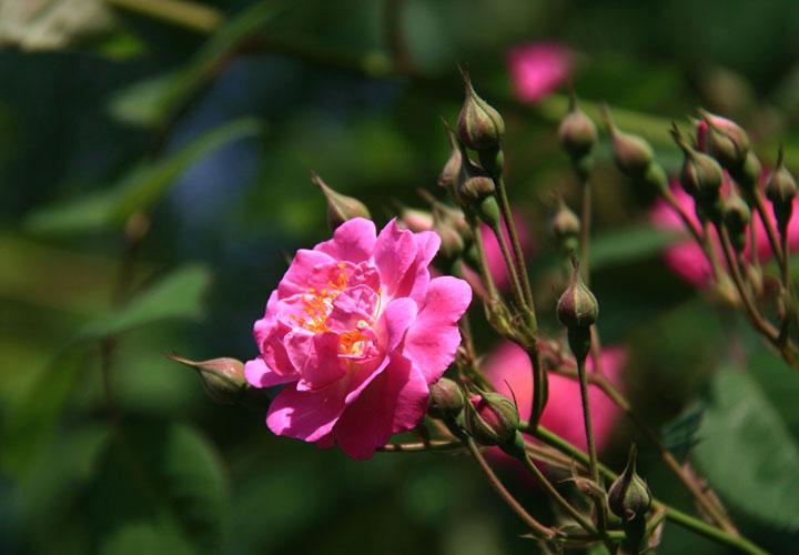 【原创】加明虎年摄影专辑 (不断增添中)