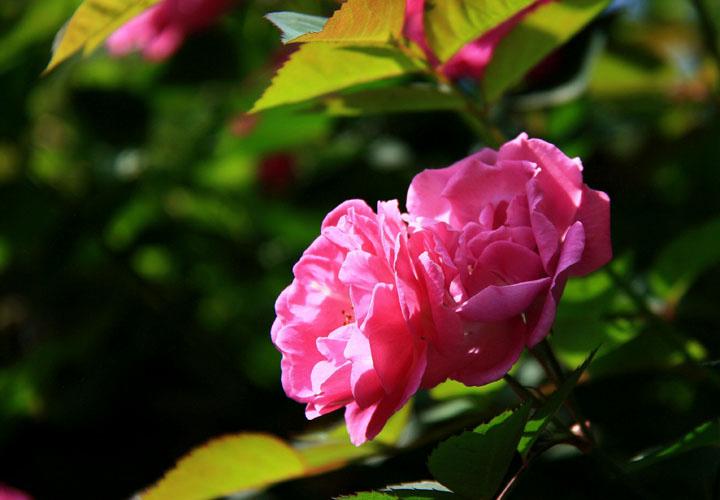 【原创】加明虎年摄影专辑 (不断增添中)