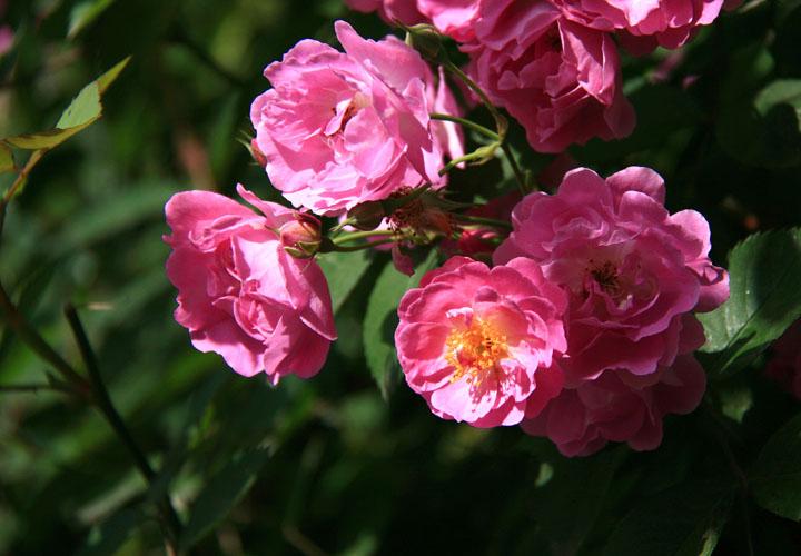 【原创】加明虎年摄影专辑 (不断增添中)