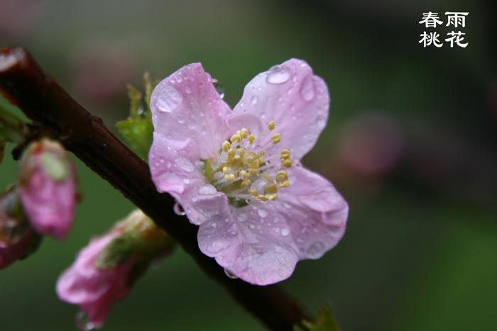 春花