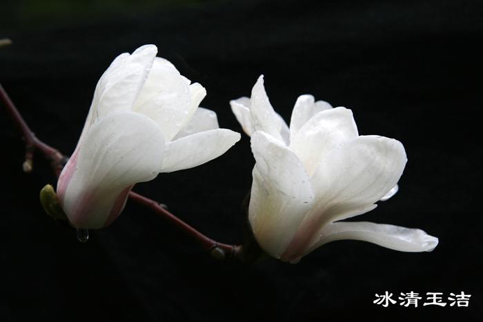 春花