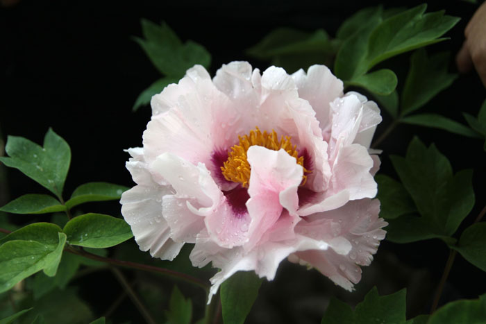 春花3