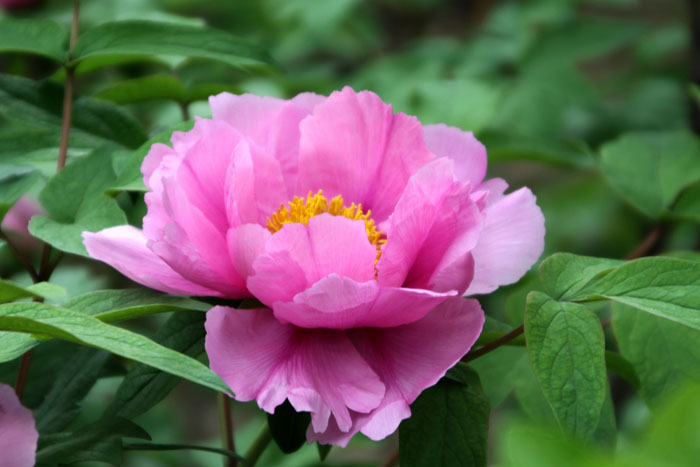 春花3