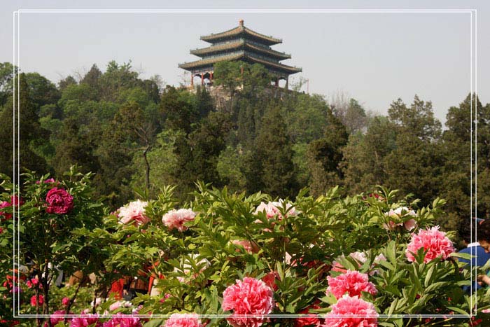 春花3