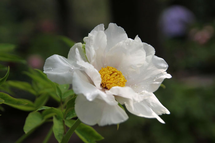 春花3