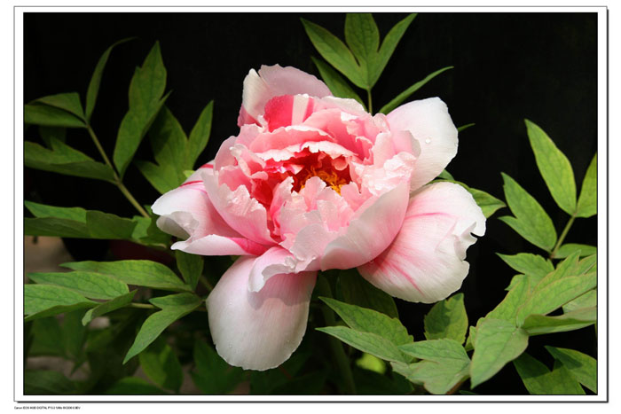 春花3