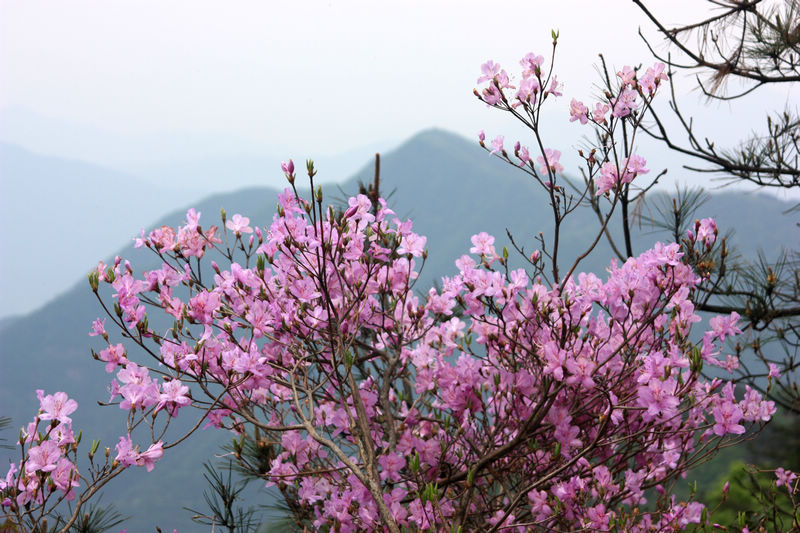 南行记<与爱同行>第二篇黄山:美丽的黄山华仔的故乡