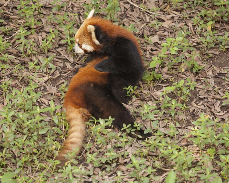 偷拍