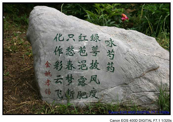 芍药花开-2
