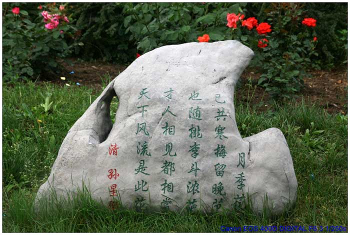 雨中赏月季