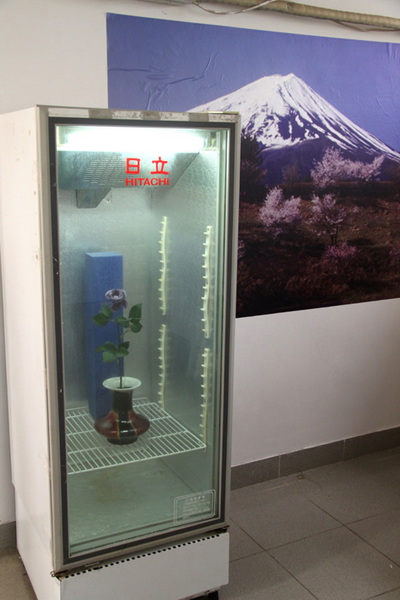 “蓝色妖姬”月季花在植物园“展放”