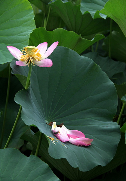 雨中观荷