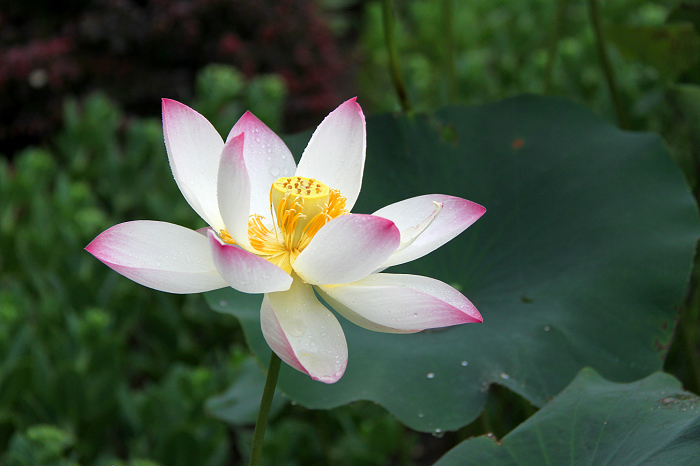 雨中观荷