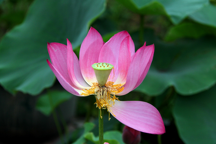 雨中观荷