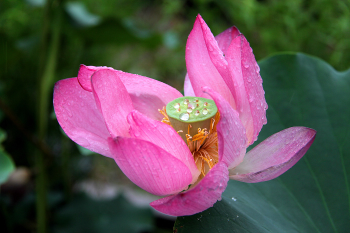 雨中观荷