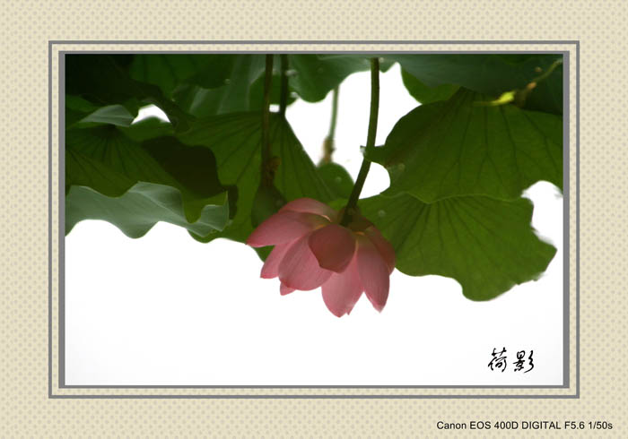 魔月天线摄影专辑欣赏