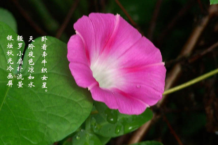 魔月天线摄影专辑欣赏