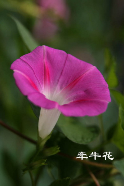 魔月天线摄影专辑欣赏