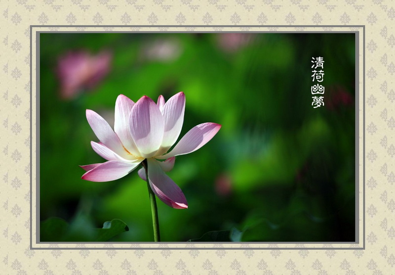 [原创]暑夏拍荷花