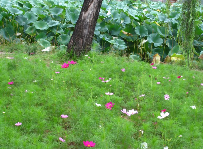 [原创]相约承德  圆梦塞外——承德行风采展示  大家一起来评说