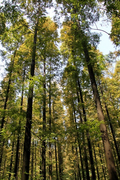 [原创]上海世博游――林间超级享受